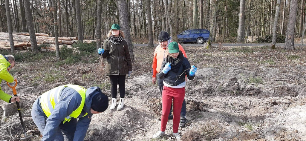 Dobrze wykorzystana sobota - sadzili las w Miradzu