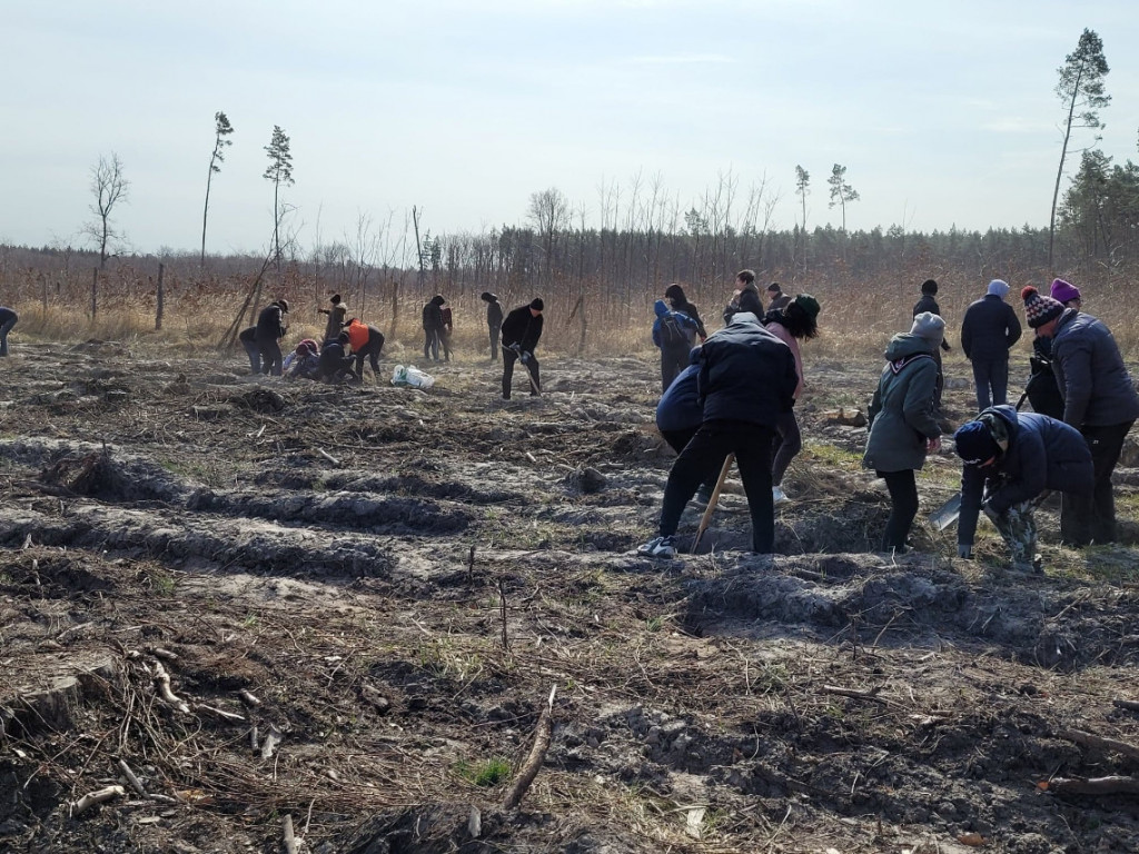 Dobrze wykorzystana sobota - sadzili las w Miradzu