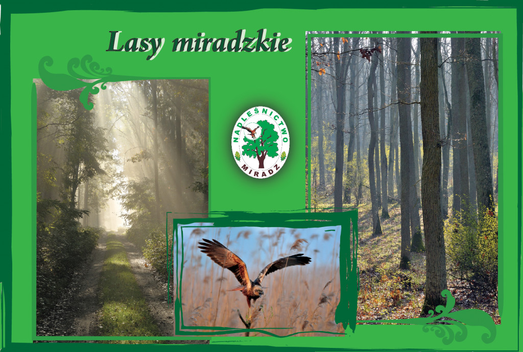 Nadleśnictwo Miradz okiem miłośników