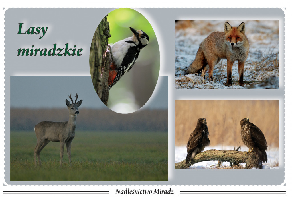 Nadleśnictwo Miradz okiem miłośników