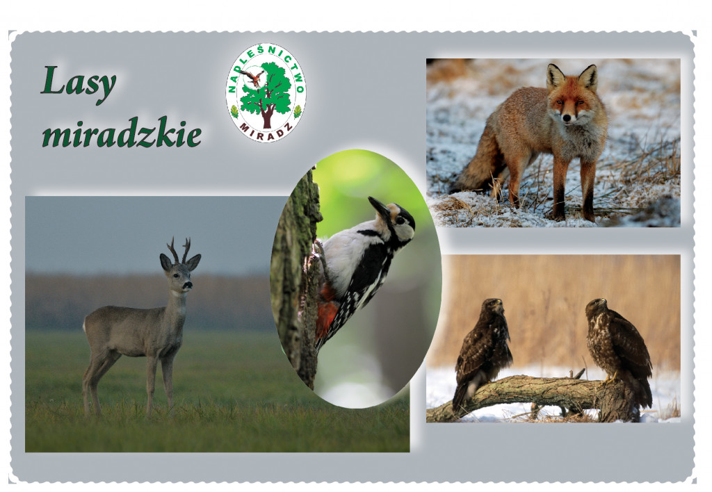Nadleśnictwo Miradz okiem miłośników