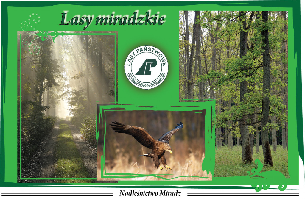 Nadleśnictwo Miradz okiem miłośników