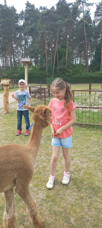Dzieciaki i alpaki - radość obcowania z przyrodą