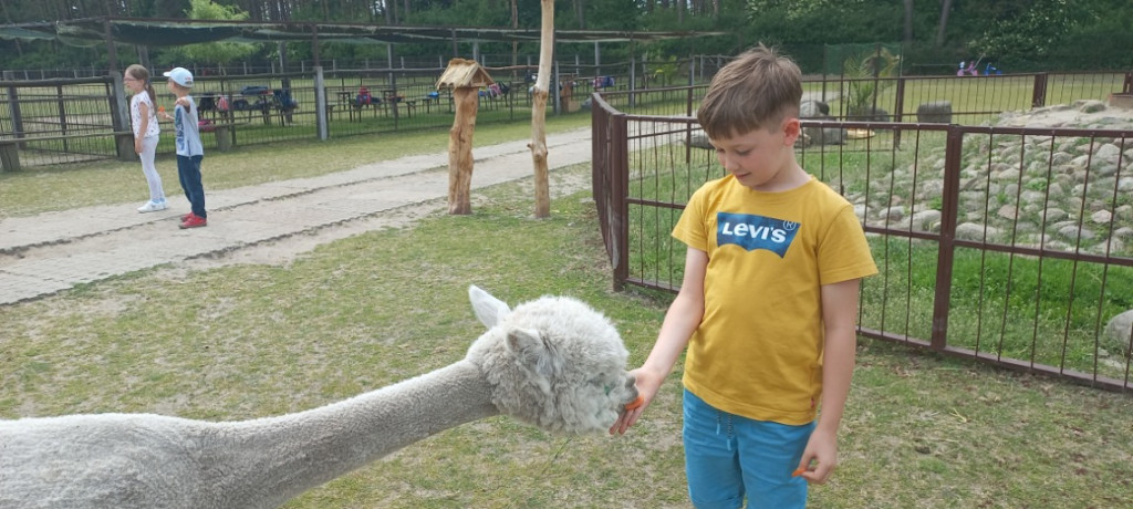 Dzieciaki i alpaki - radość obcowania z przyrodą