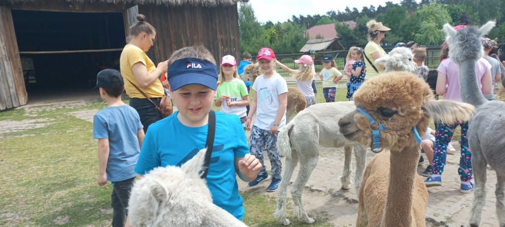 Dzieciaki i alpaki - radość obcowania z przyrodą