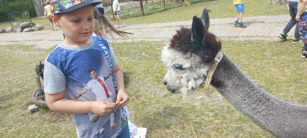 Dzieciaki i alpaki - radość obcowania z przyrodą