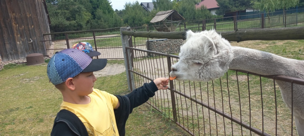 Dzieciaki i alpaki - radość obcowania z przyrodą
