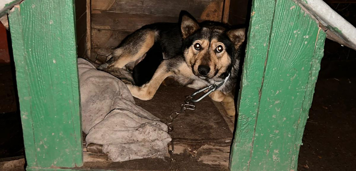fot: Gnieźnieński Oddział Towarzystwa Opieki nad Zwierzętami