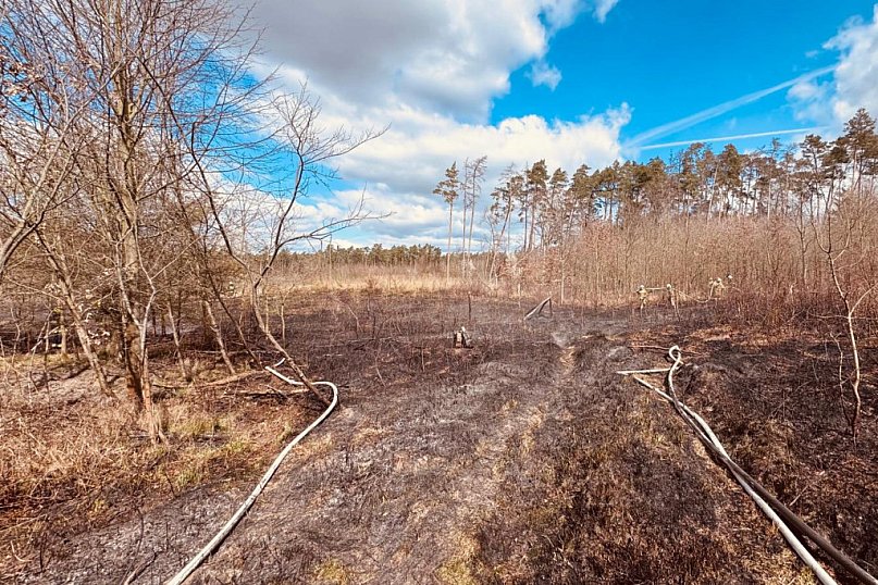 Pożar młodego lasu w Ostrowie. Skuteczna interwencja strażaków i leśników