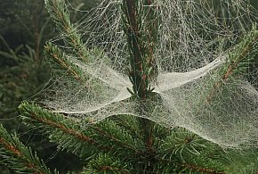 Kupujesz żywą choinkę na święta? Ten szczegół łatwo przeoczyć-13064