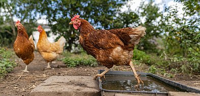 Grypa ptaków: hodowcy proponują szczepienia zamiast wybijania stad drobiu-12859