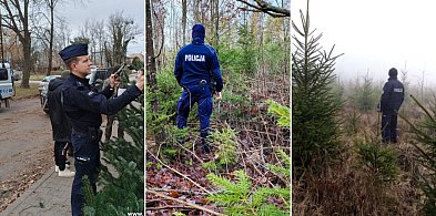 Policja zapowiada kontrole sprzedaży choinek i patrole terenów leśnych-13128