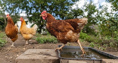 Grypa ptaków: hodowcy proponują szczepienia zamiast wybijania stad drobiu-12859